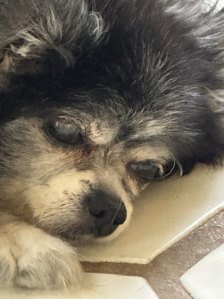 Cute Doggo