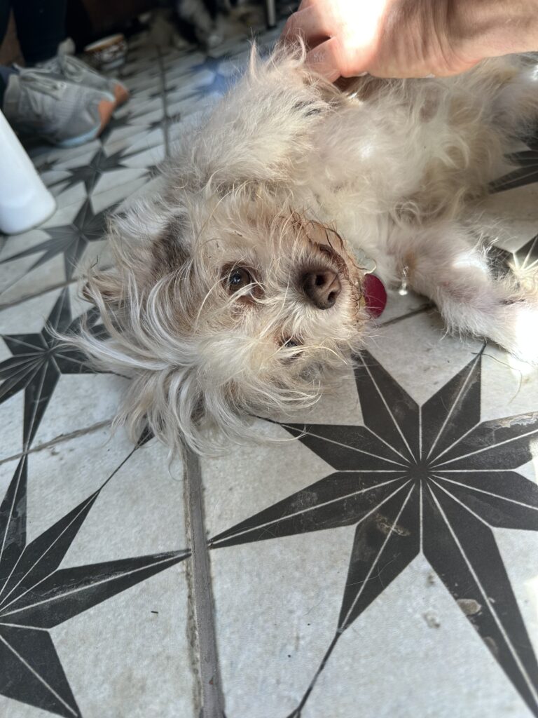 Cute Dog